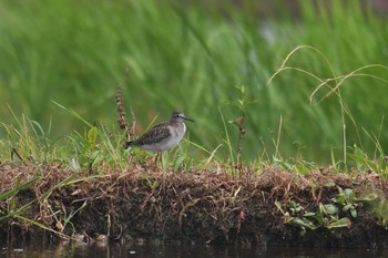 2020年8月10日(月) 神奈川県平塚市の野鳥観察記録