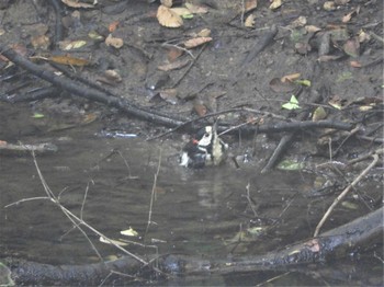 Great Spotted Woodpecker 伊香保森林公園 Mon, 8/10/2020