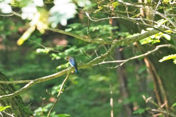 Blue-and-white Flycatcher 伊香保森林公園 Mon, 8/10/2020