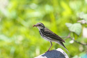 ビンズイ 山梨県 2019年7月21日(日)