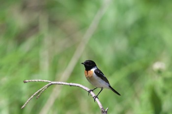 ノビタキ 山梨県 2019年7月21日(日)