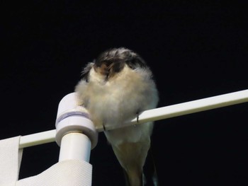 Barn Swallow 基山PA  Sat, 7/25/2020