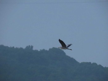 Grey Heron Unknown Spots Sun, 8/2/2020