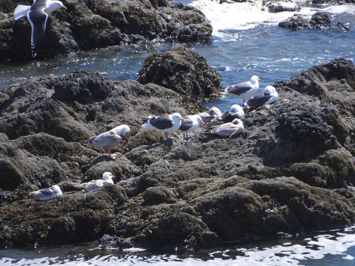 襟裳岬 ウミネコの写真