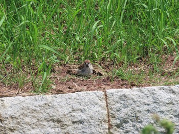 Eurasian Tree Sparrow 乃木浜総合公園 Sun, 8/9/2020