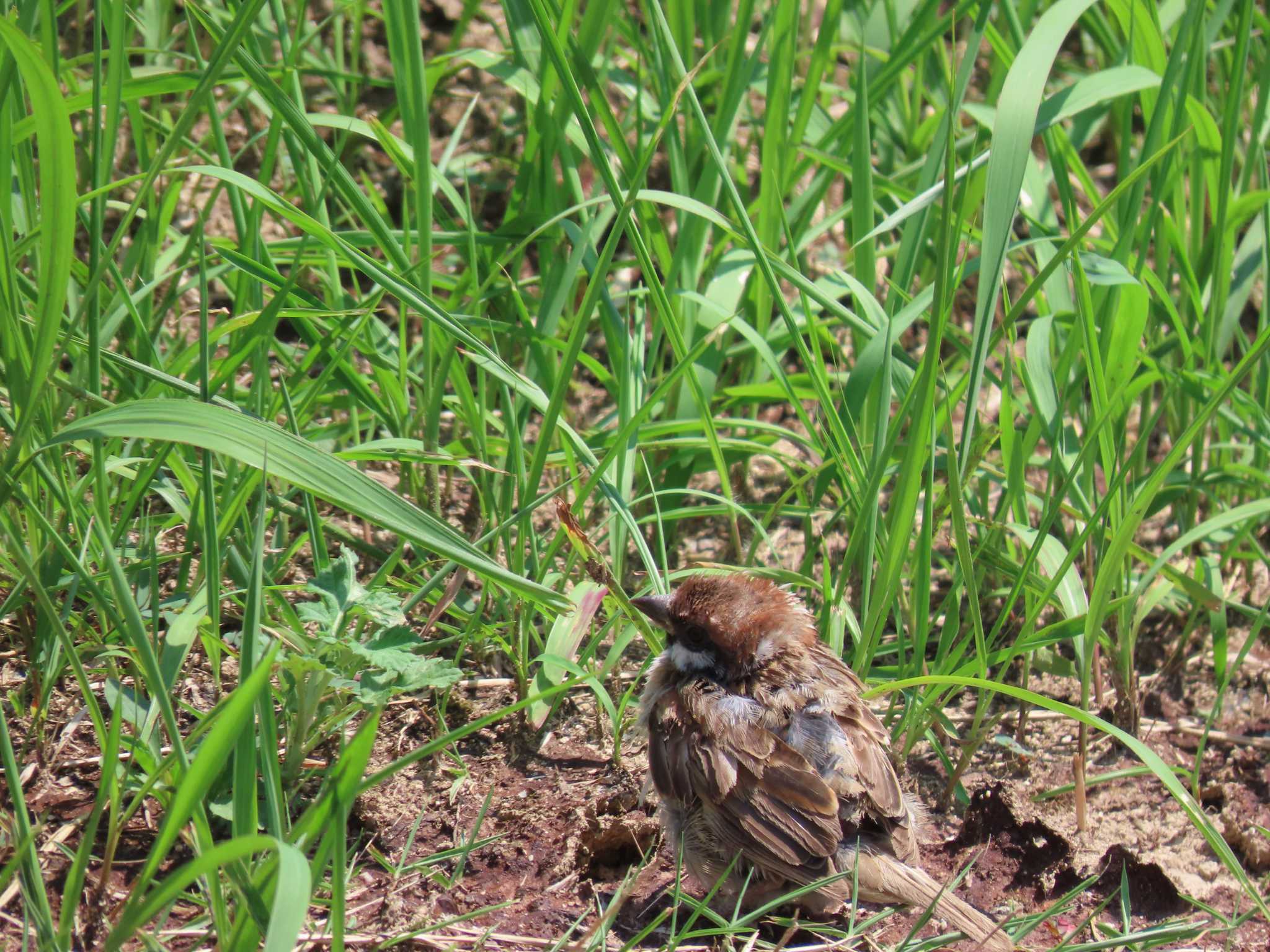 Photo of Eurasian Tree Sparrow at 乃木浜総合公園 by 重い金属