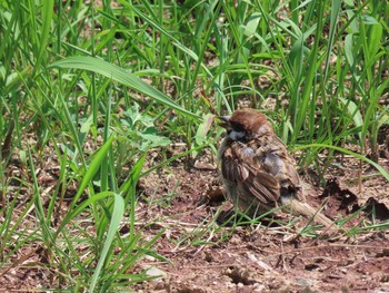 Eurasian Tree Sparrow 乃木浜総合公園 Sun, 8/9/2020