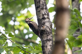 2020年8月10日(月) 戦場ヶ原の野鳥観察記録