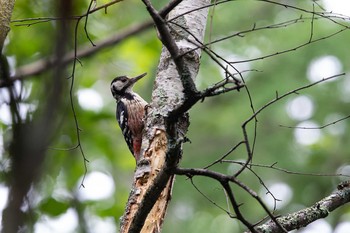 White-backed Woodpecker Senjogahara Marshland Sun, 8/9/2020