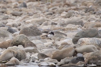 2020年8月10日(月) 聖蹟桜ヶ丘の野鳥観察記録