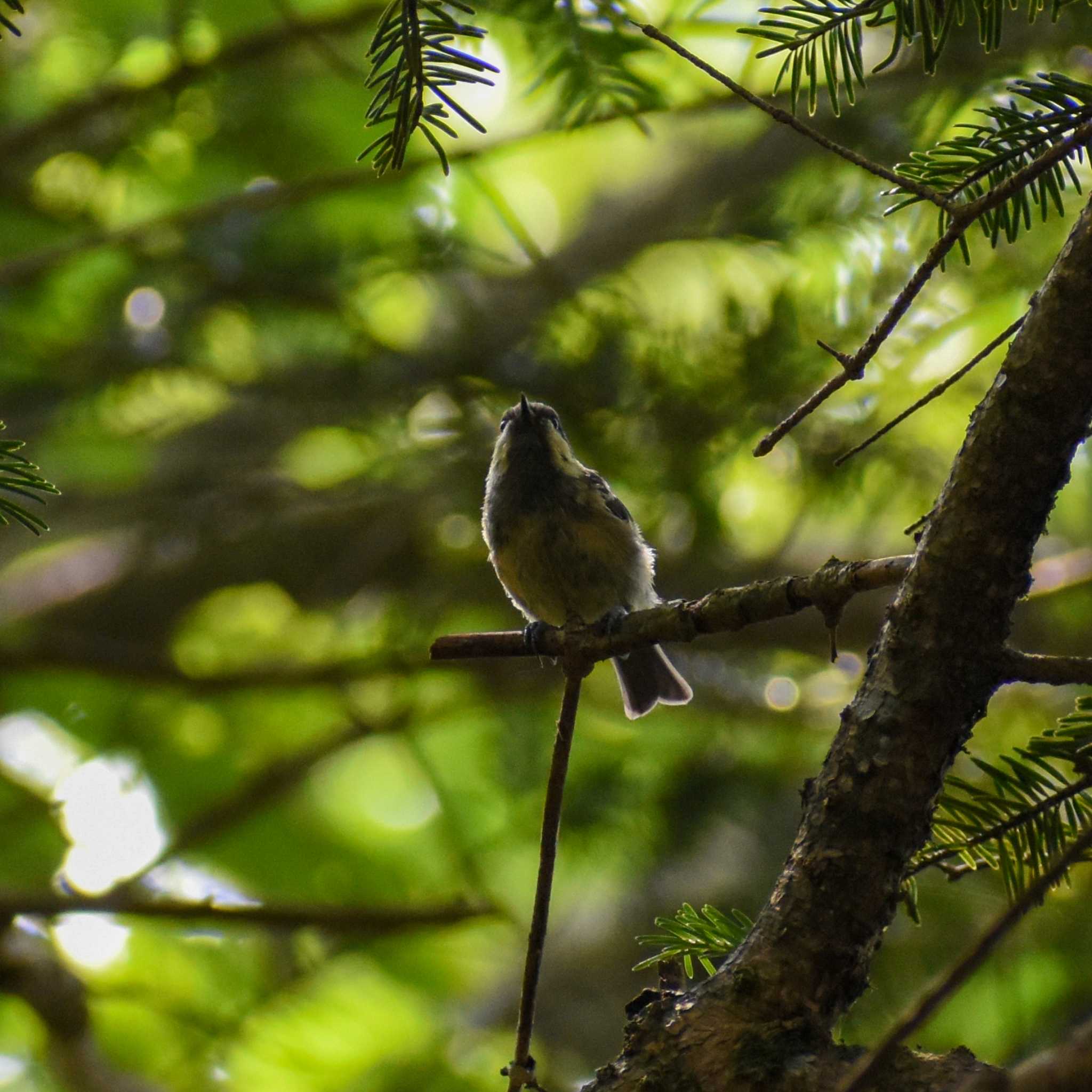 夏鳥、見られず・・・ by Mr.Quiet