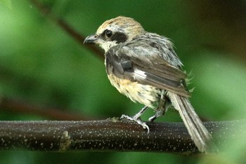 Bull-headed Shrike 淀川河川公園 Tue, 8/11/2020