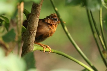 2020年8月10日(月) 三ツ池公園(横浜市鶴見区)の野鳥観察記録