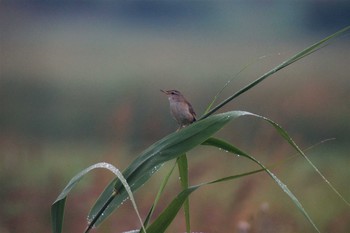 Sakhalin Grasshopper Warbler