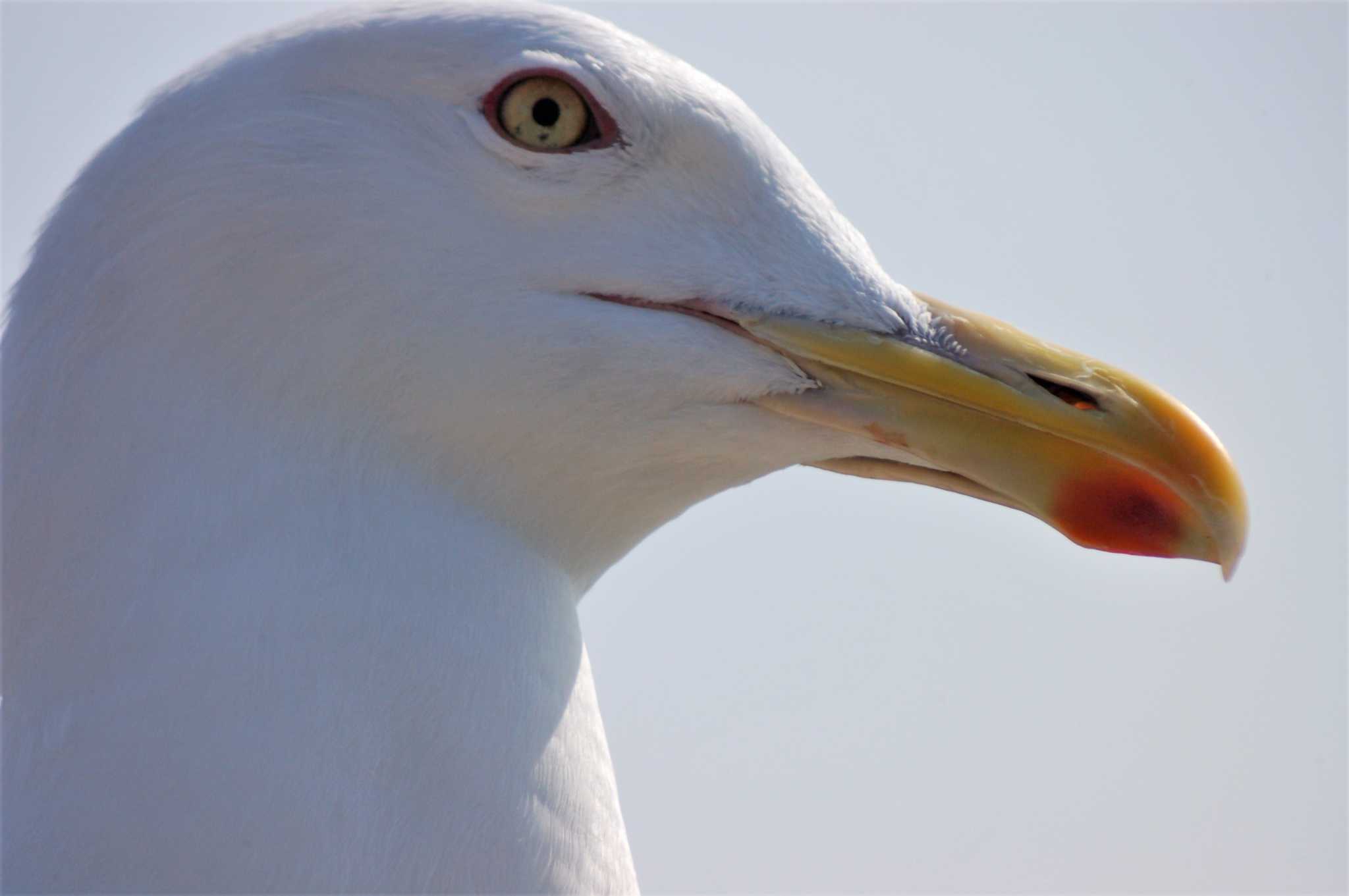 Photo of Slaty-backed Gull at Teuri Island by Semal