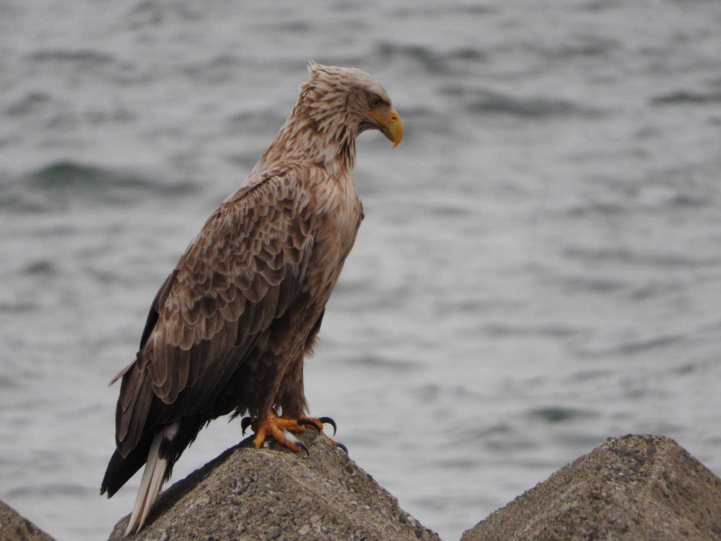 野付半島 オジロワシの写真 by ぴよお