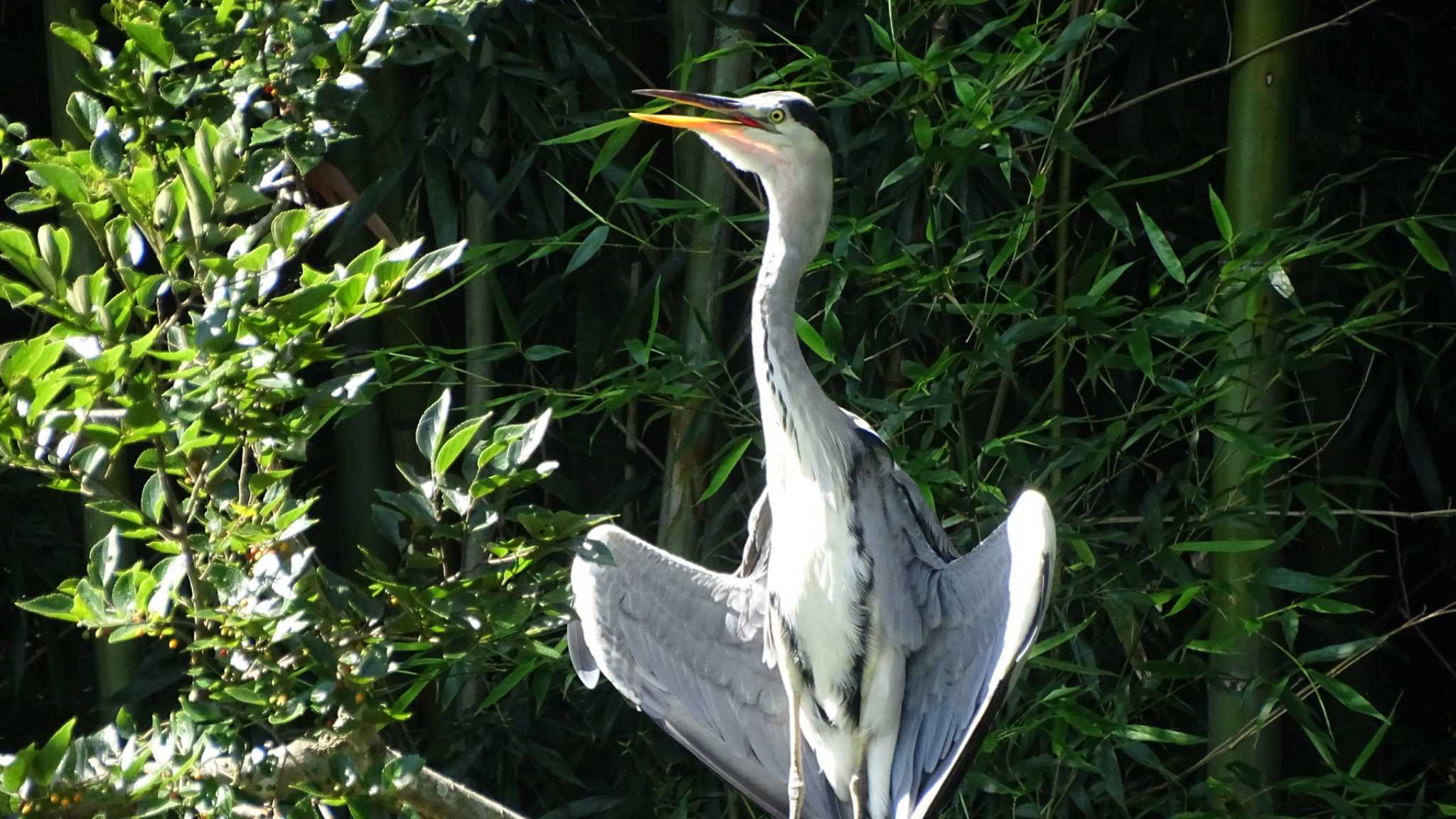 Photo of Grey Heron at  by shilaftics