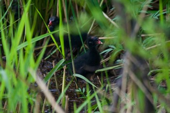 バン あいの里公園 2020年8月11日(火)