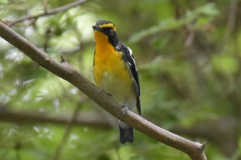 Narcissus Flycatcher 再度山 Mon, 8/10/2020