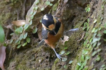 Varied Tit 再度山 Mon, 8/10/2020