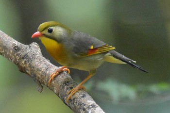 Red-billed Leiothrix 再度山 Mon, 8/10/2020