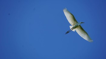 ダイサギ 芝川第一調節池(芝川貯水池) 2020年8月11日(火)