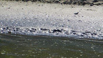 Common Sandpiper 芝川第一調節池(芝川貯水池) Tue, 8/11/2020