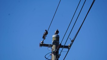 Rock Dove 芝川第一調節池(芝川貯水池) Tue, 8/11/2020