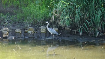 Grey Heron 芝川第一調節池(芝川貯水池) Tue, 8/11/2020