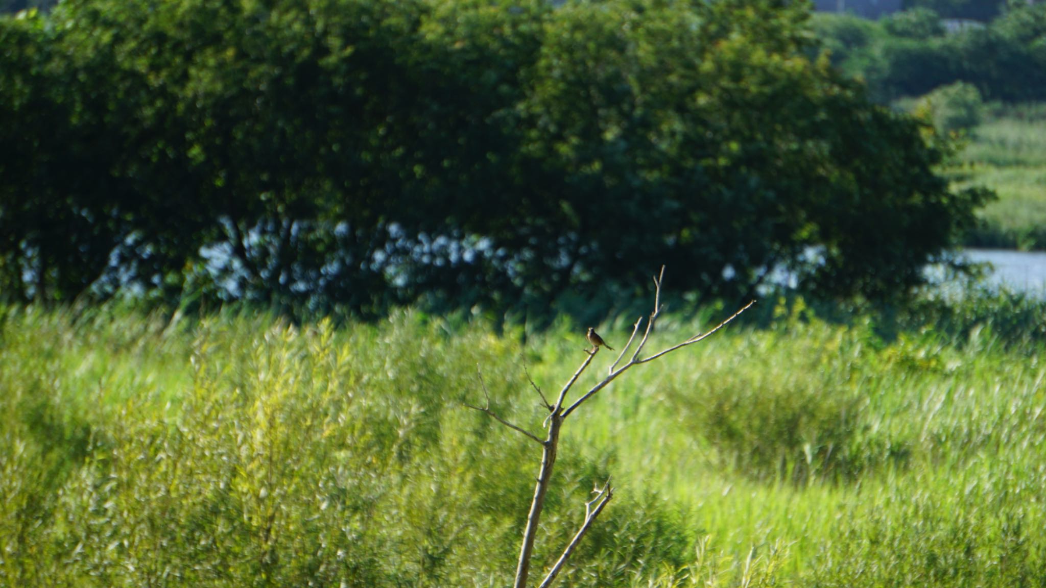 Photo of Meadow Bunting at 芝川第一調節池(芝川貯水池) by ツピ太郎