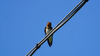 Barn Swallow 芝川第一調節池(芝川貯水池) Tue, 8/11/2020