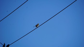 Brown-eared Bulbul 芝川第一調節池(芝川貯水池) Tue, 8/11/2020