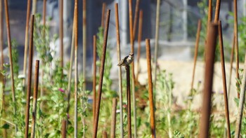 スズメ 芝川第一調節池(芝川貯水池) 2020年8月11日(火)