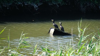 Great Cormorant 芝川第一調節池(芝川貯水池) Tue, 8/11/2020