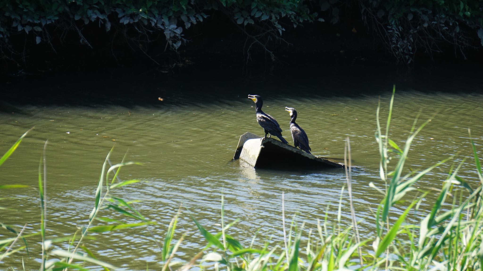 Photo of Great Cormorant at 芝川第一調節池(芝川貯水池) by ツピ太郎