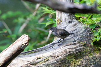 Brown Dipper Senjogahara Marshland Mon, 8/10/2020