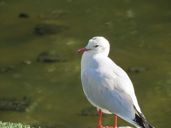 ユリカモメ 葛西臨海公園 2018年11月17日(土)