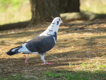 カワラバト 葛西臨海公園 2018年11月17日(土)