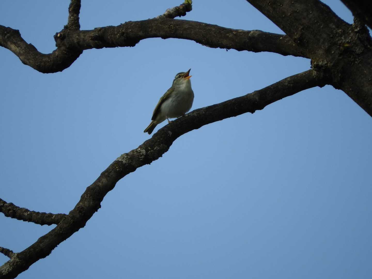 春光台公園 センダイムシクイの写真