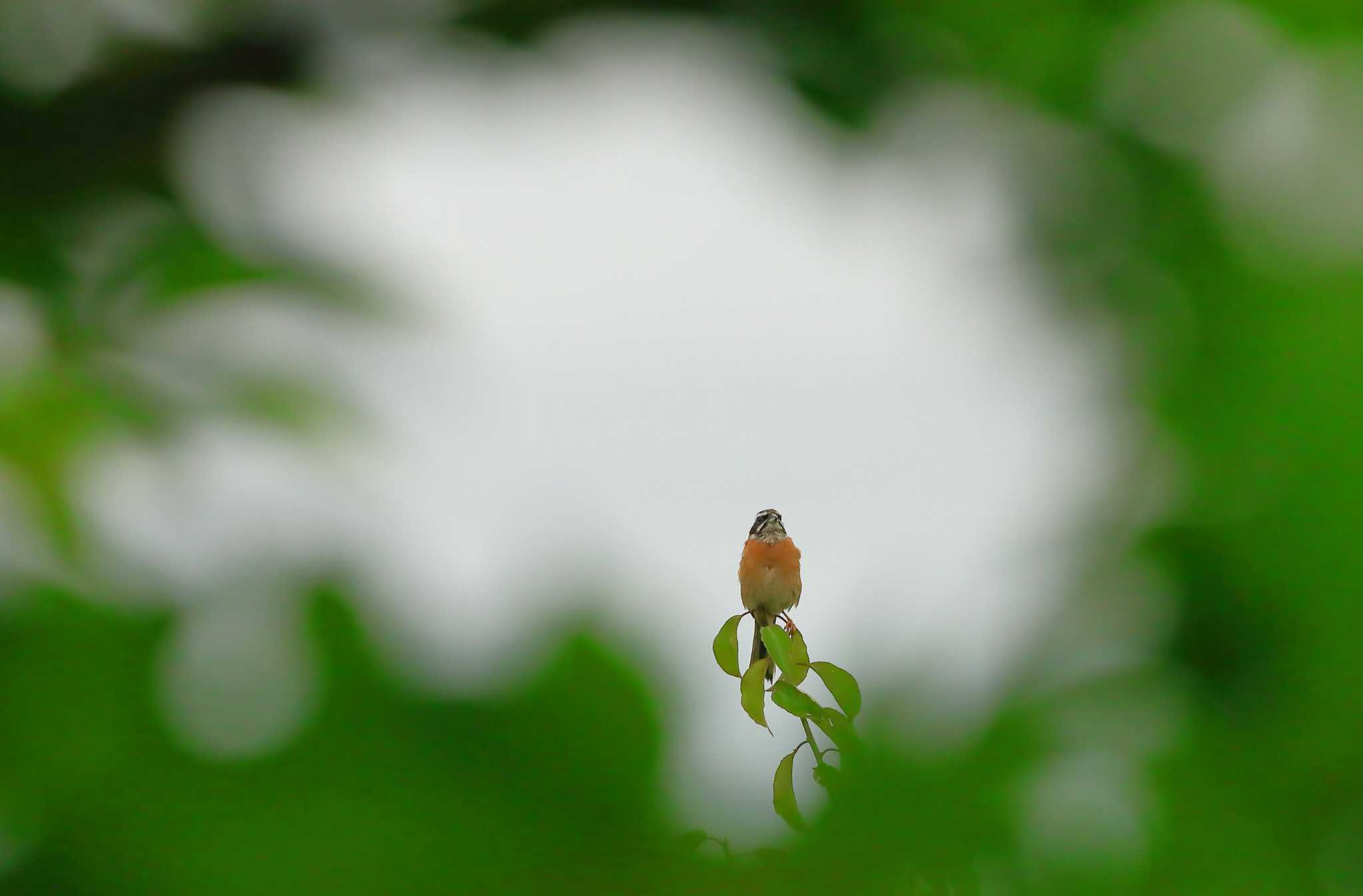 愛知県 ホオジロの写真 by ma-★kun