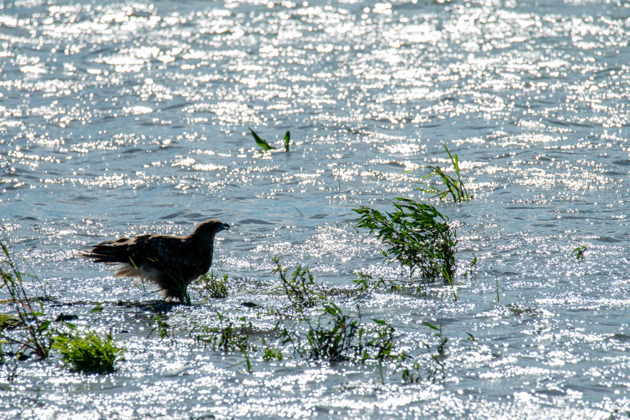 早朝トンビ by Tosh@Bird