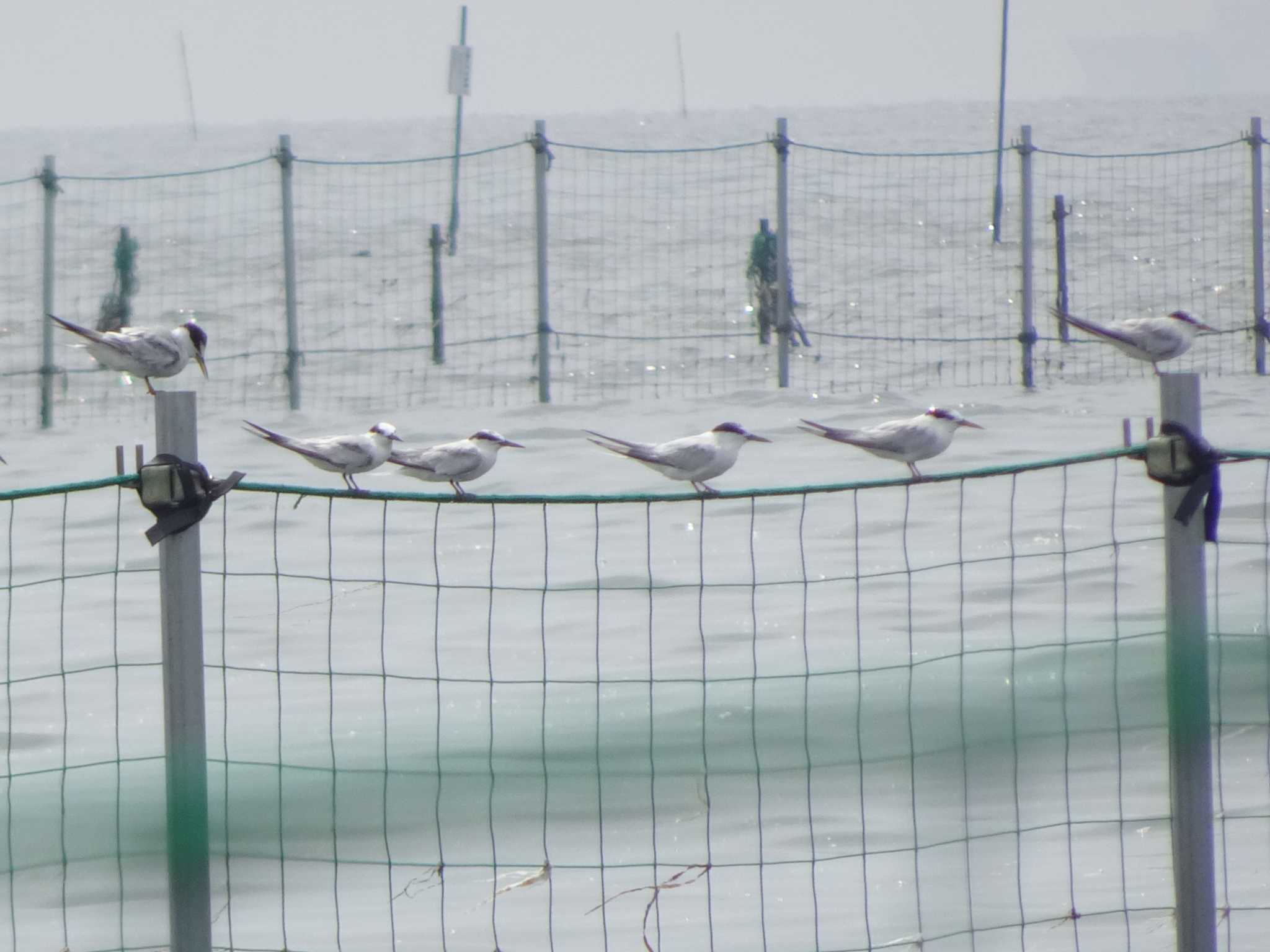 ふなばし三番瀬海浜公園 コアジサシの写真 by Kozakuraband