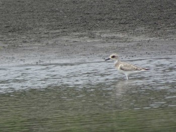 Greater Sand Plover Sambanze Tideland Mon, 8/10/2020