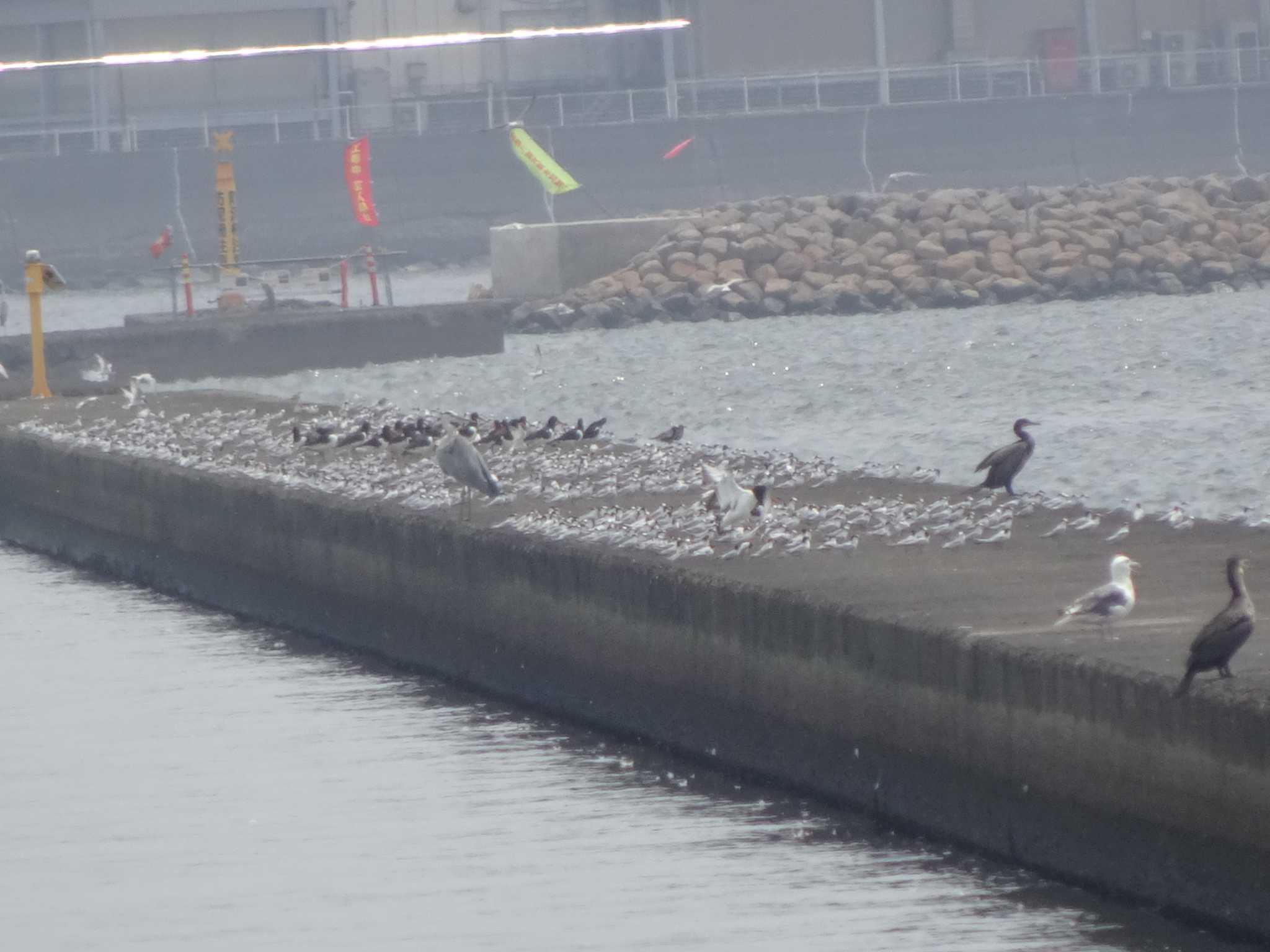 ふなばし三番瀬海浜公園 コアジサシの写真 by Kozakuraband