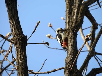 Great Spotted Woodpecker(japonicus) 春光台公園 Tue, 5/17/2016