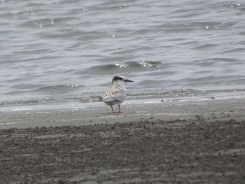 2020年8月10日(月) ふなばし三番瀬海浜公園の野鳥観察記録