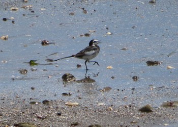 2020年8月10日(月) 江奈湾の野鳥観察記録