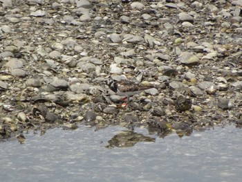 2020年8月10日(月) 谷津干潟の野鳥観察記録