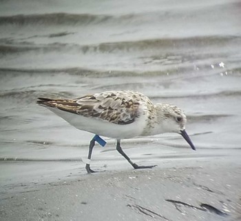 ミユビシギ ふなばし三番瀬海浜公園 2020年8月10日(月)