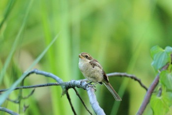 Bull-headed Shrike 淀川河川公園 Tue, 8/11/2020